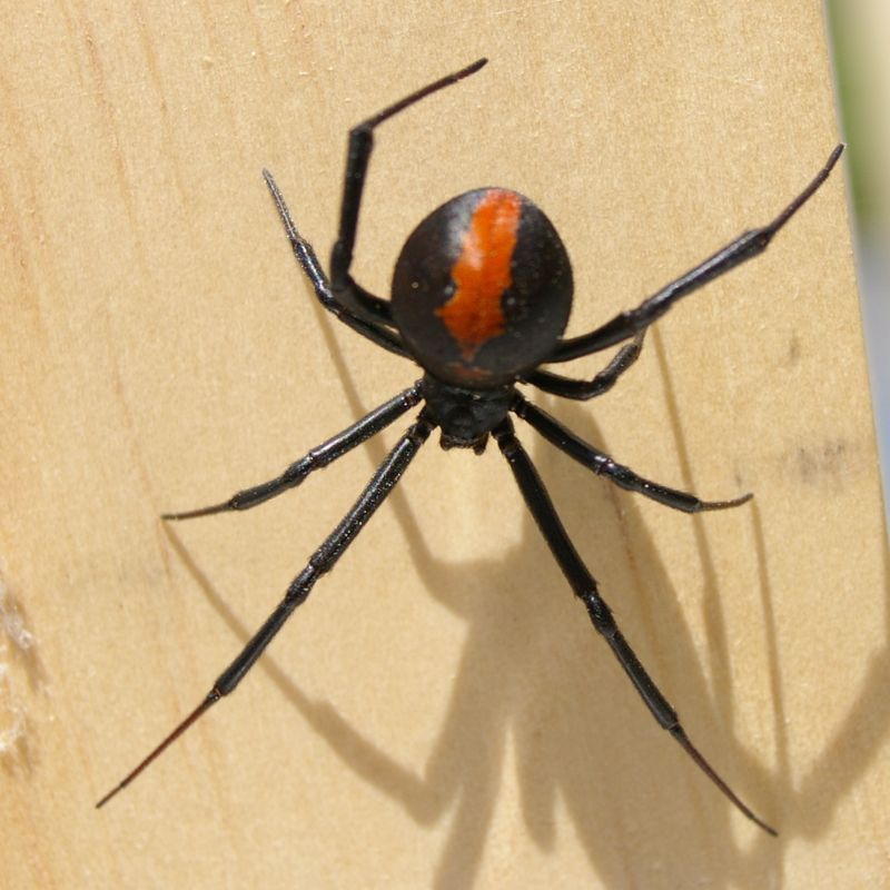 redback